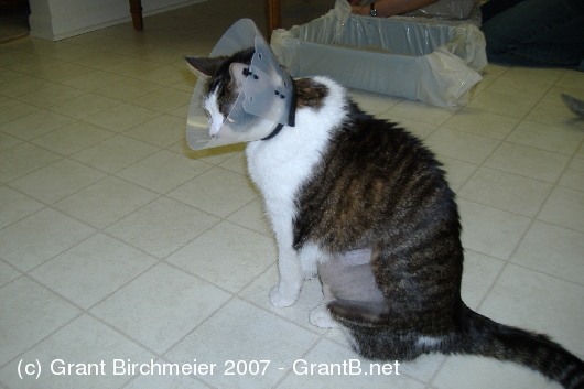 Pedro in the plastic cone-collar