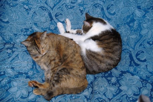 Photo of my cats